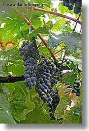 images/Europe/Italy/Tuscany/Towns/Montalcino/FlowersDoorsWindows/red-grapes-on-vine-1.jpg