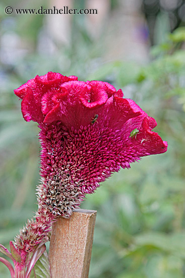 red-flower.jpg