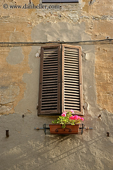 plants-n-windows-1.jpg