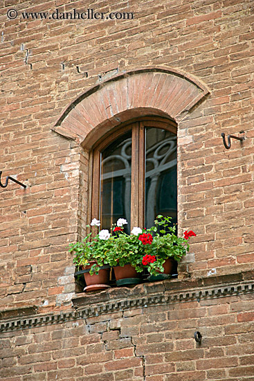 plants-n-windows-4.jpg