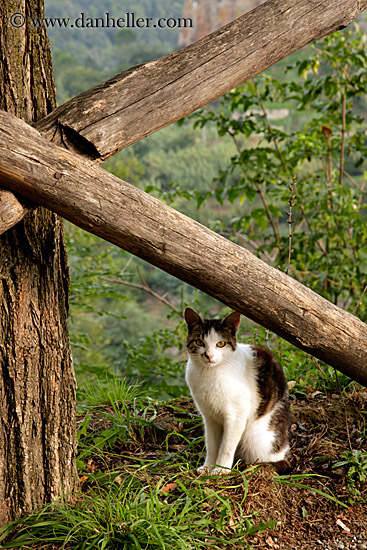 cat-n-fence.jpg