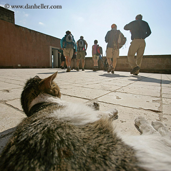 cat-watching-tourists.jpg