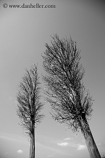 trees-3.jpg