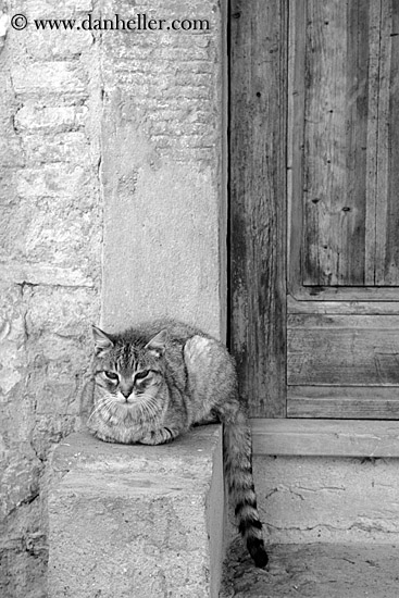 cat-at-door--bw1.jpg