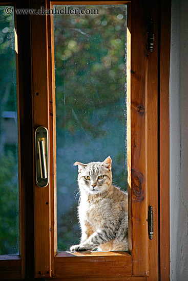 cat-in-window-1.jpg