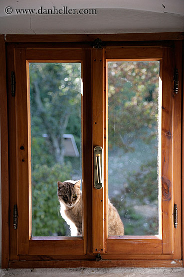 cat-in-window-2.jpg