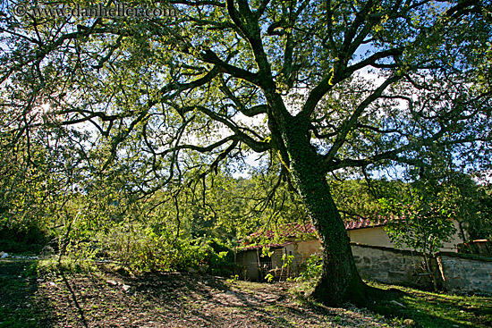 ivy-on-tree.jpg