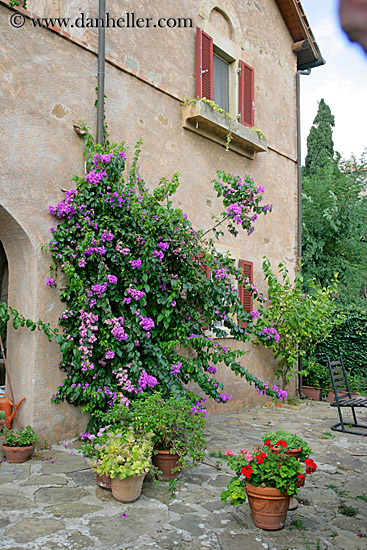 bougainvillea-n-flowers.jpg