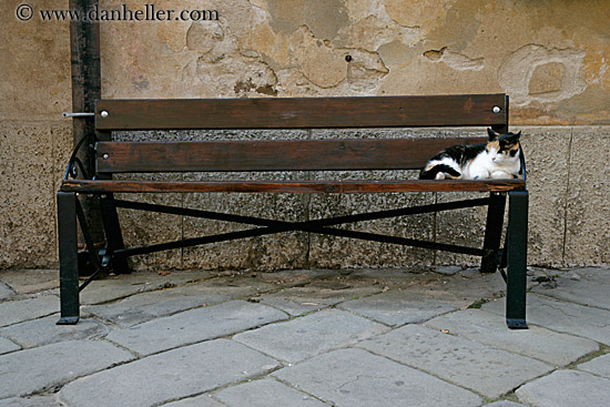 cat-on-bench.jpg