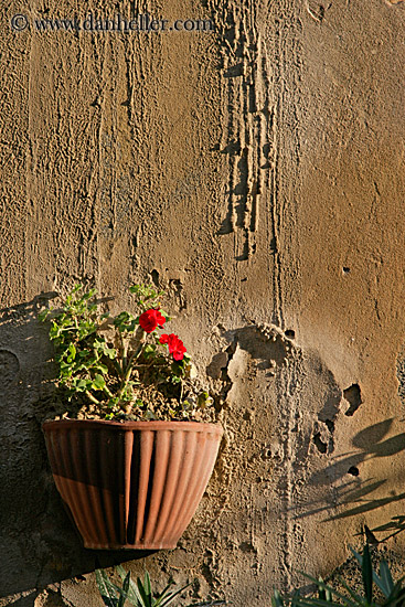 potted-geraniums-on-wall.jpg