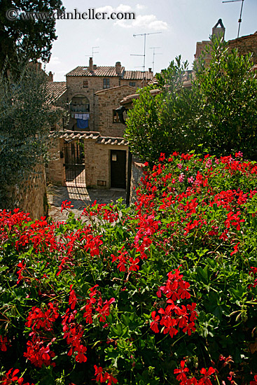 flowers-house.jpg