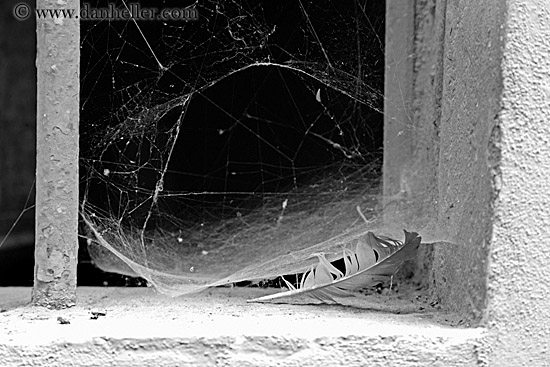 feather-n-cobwebs-bw.jpg