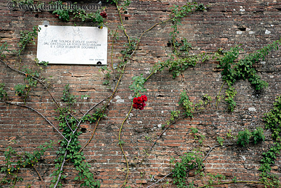 red-rose-n-bricks-2.jpg