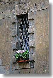 images/Europe/Italy/Tuscany/Towns/Siena/DoorsWindows/geraniums-in-window-2.jpg