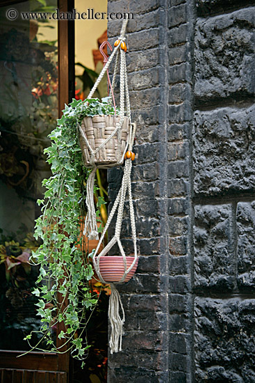 hanging-plant-1.jpg