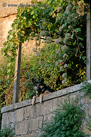 dog-on-balcony.jpg