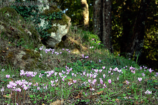 flowers-1.jpg