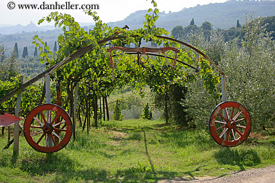 grape-vines-n-wagon_wheels.jpg