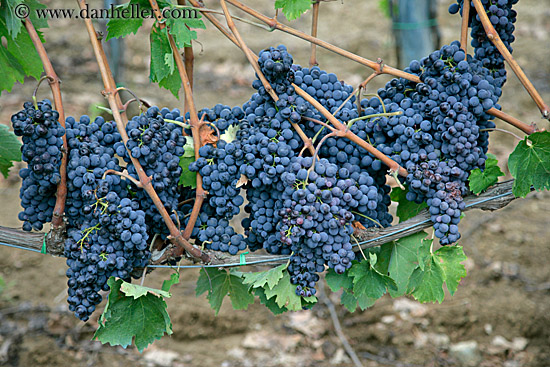 red_grapes-on-vines-01.jpg