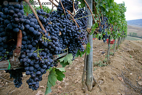 red_grapes-on-vines-02.jpg