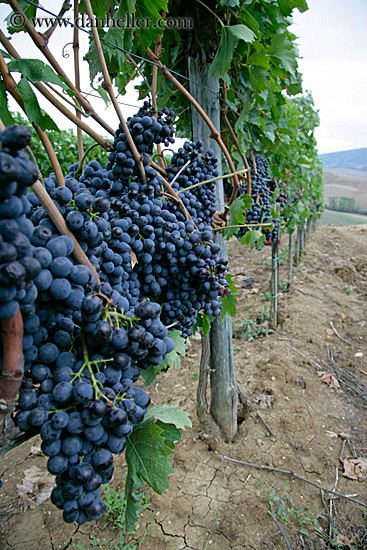 red_grapes-on-vines-03.jpg