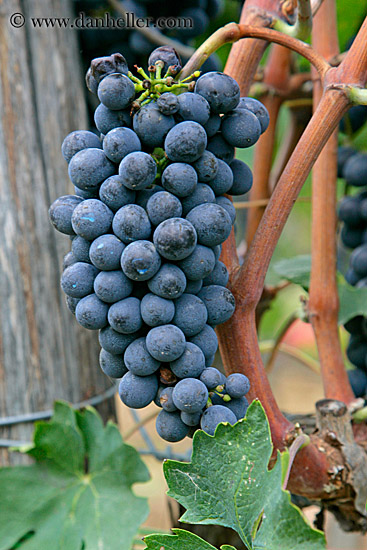 red_grapes-on-vines-05.jpg