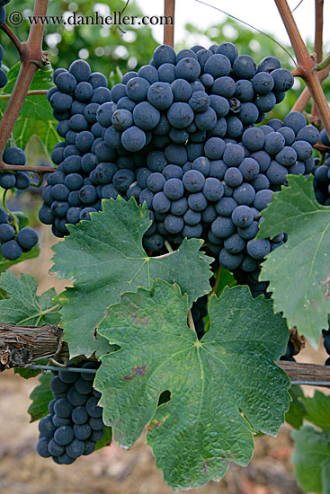 red_grapes-on-vines-06.jpg