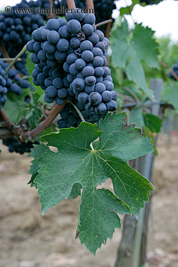 red_grapes-on-vines-07.jpg