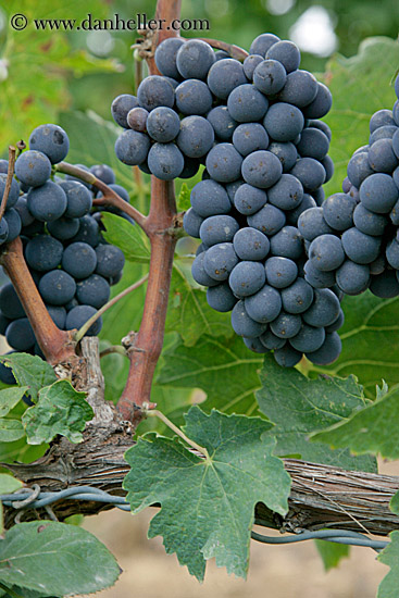 red_grapes-on-vines-08.jpg