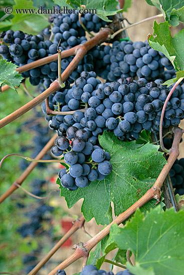 red_grapes-on-vines-09.jpg