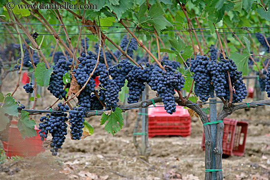 red_grapes-on-vines-10.jpg