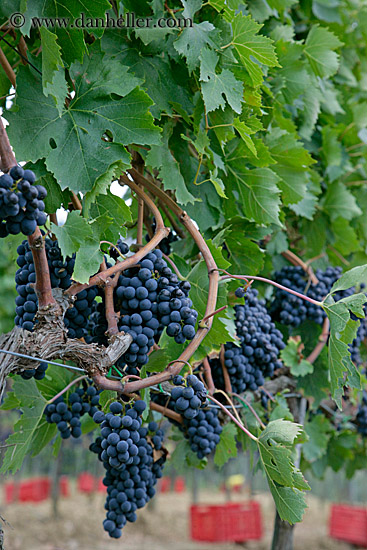 red_grapes-on-vines-11.jpg