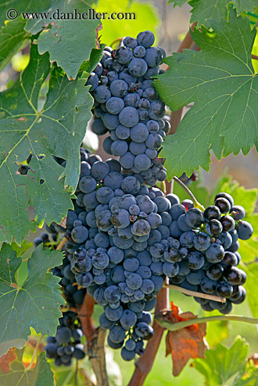 red_grapes-on-vines-12.jpg