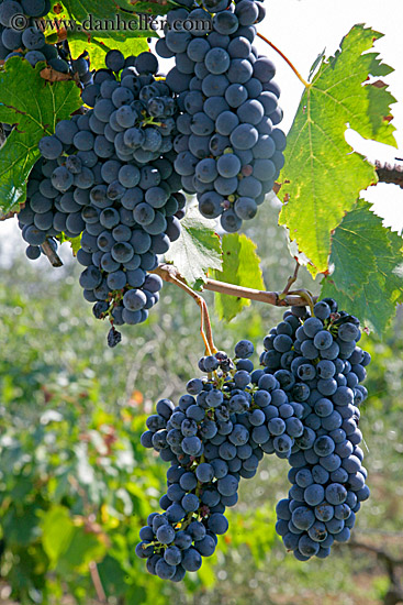 red_grapes-on-vines-13.jpg