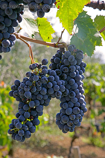 red_grapes-on-vines-14.jpg