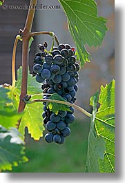 images/Europe/Italy/Tuscany/Wineries/Grapes/red_grapes-on-vines-15.jpg