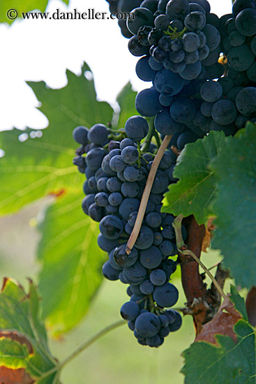 red_grapes-on-vines-16.jpg