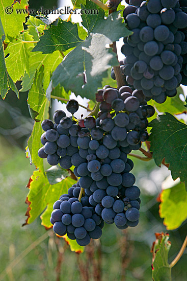 red_grapes-on-vines-17.jpg