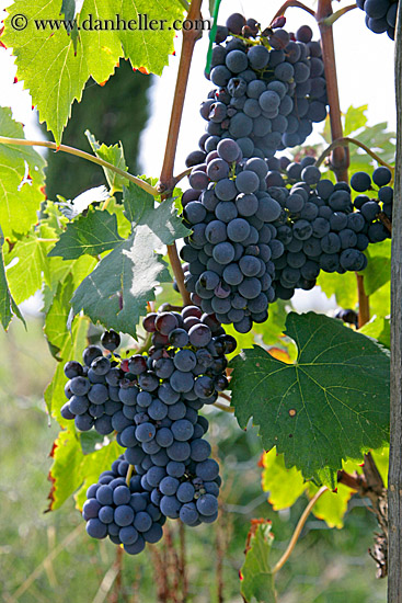 red_grapes-on-vines-18.jpg