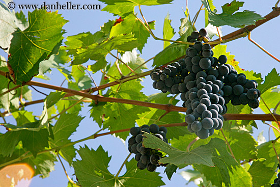 red_grapes-on-vines-19.jpg