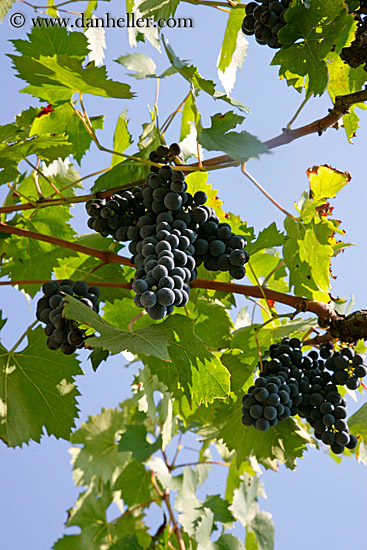 red_grapes-on-vines-20.jpg