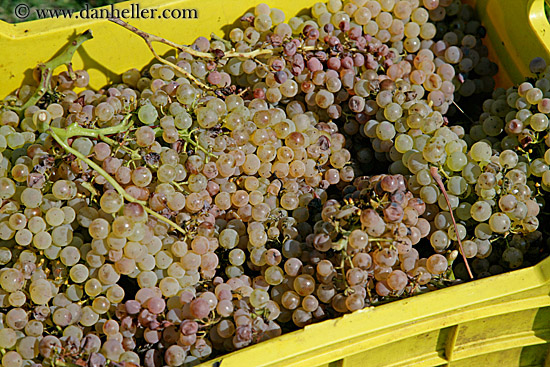 white_grapes-in-crate-1.jpg