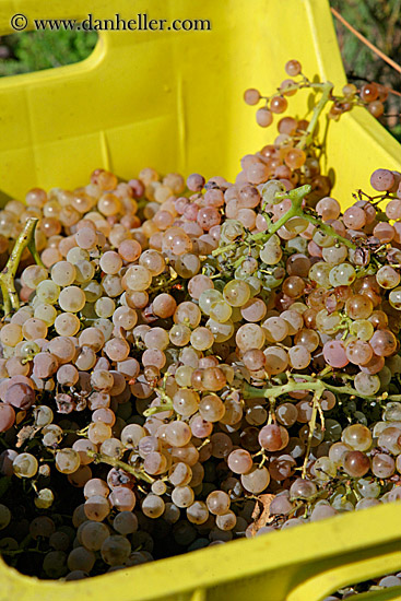 white_grapes-in-crate-3.jpg