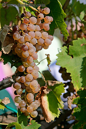 white_grapes-on-vine-1.jpg