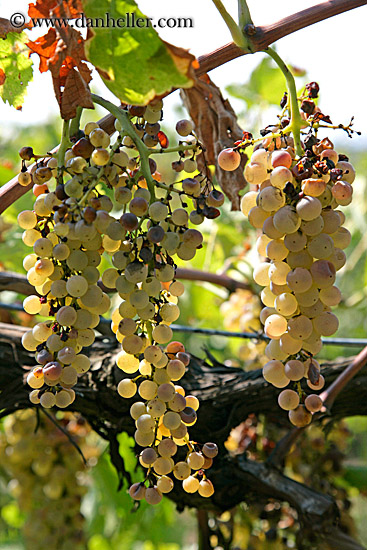 white_grapes-on-vine-2.jpg