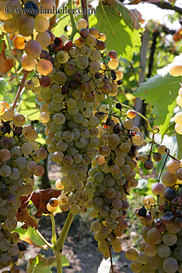 white_grapes-on-vine-5.jpg