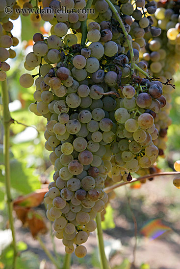 white_grapes-on-vine-6.jpg