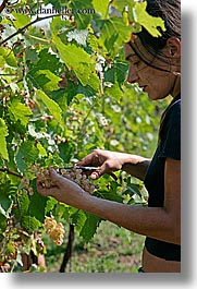 images/Europe/Italy/Tuscany/Wineries/SassotondoAgritourismo/picking-grapes-1.jpg