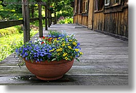 images/Europe/Poland/Flowers/colored-flowers-on-wood-deck.jpg