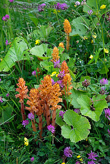 parasite-flowers.jpg